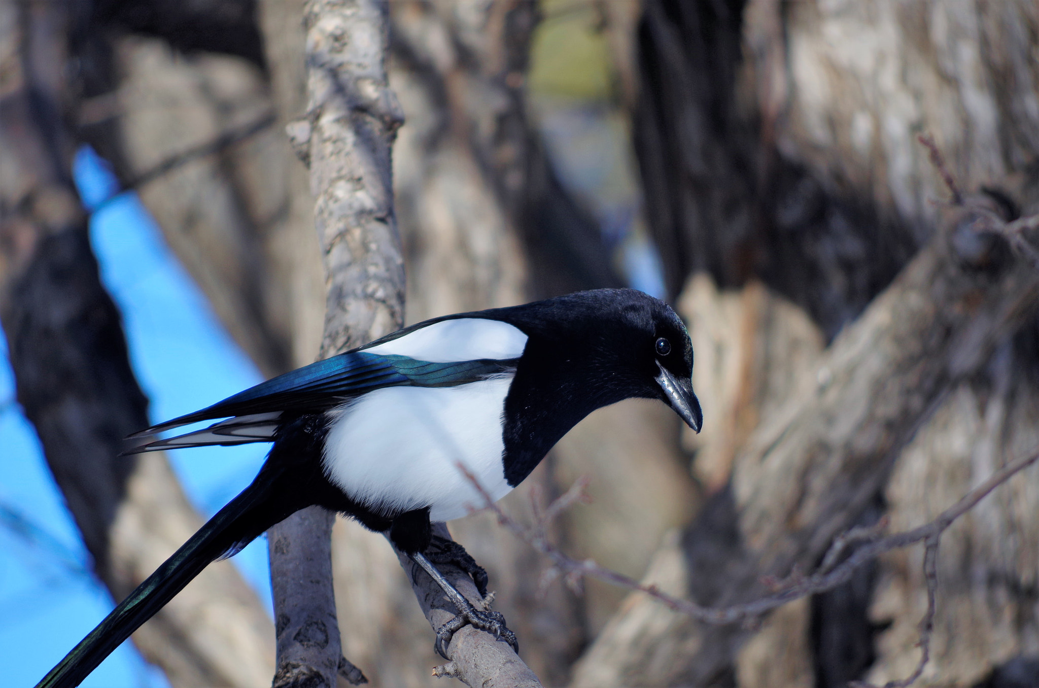 Pentax K-50 + smc PENTAX-DA L 55-300mm F4-5.8 ED sample photo. Magpie photography