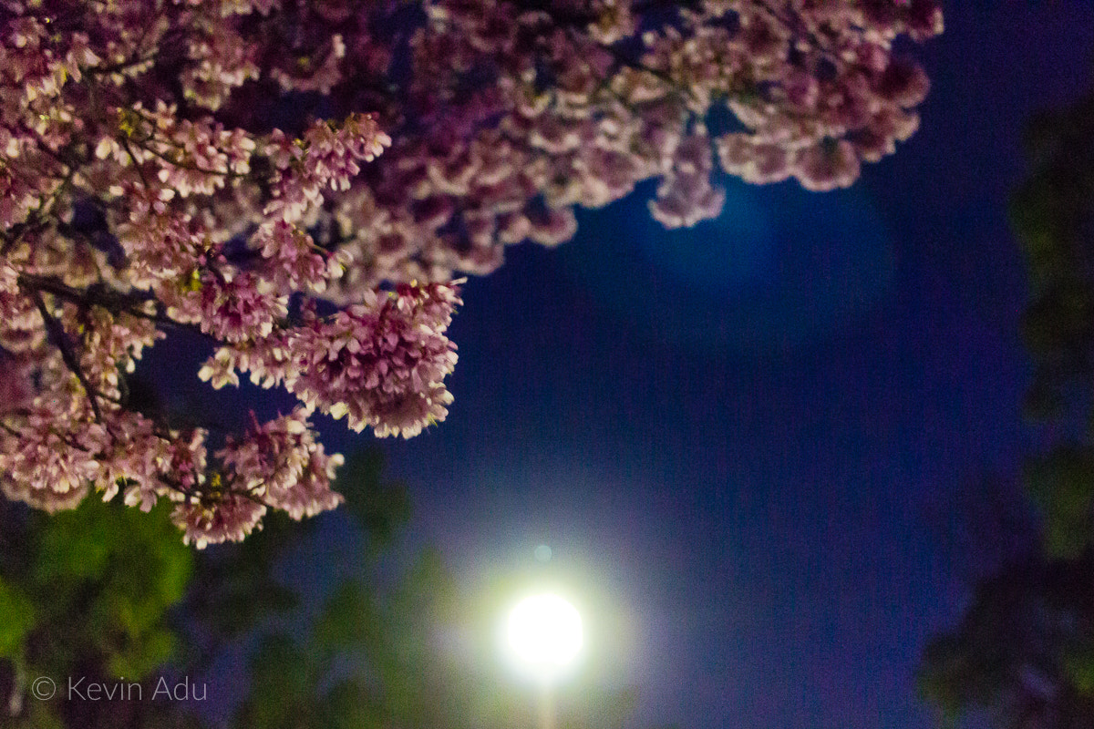 Canon EF-S 24mm F2.8 STM sample photo. Spring has started photography