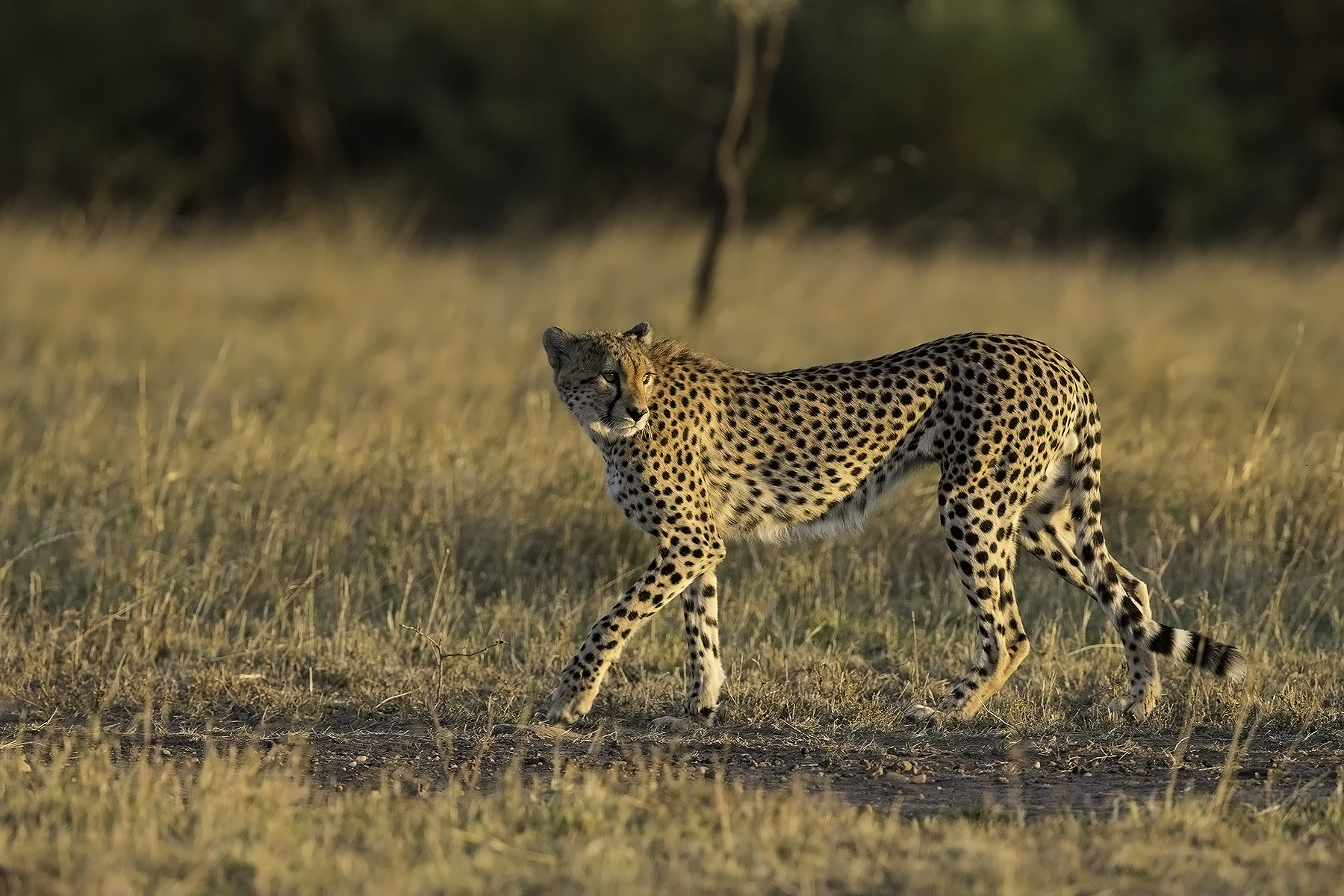 Canon EOS-1D X + Canon EF 600mm F4L IS II USM sample photo. Cheetah photography