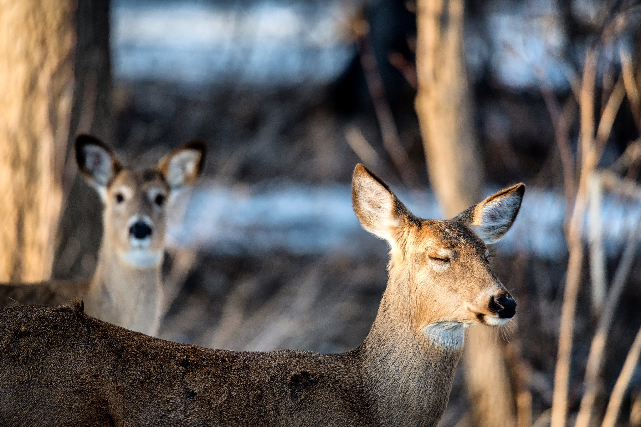 Nikon D750 + Sigma 50mm F2.8 EX DG Macro sample photo. Deer in the backyard photography