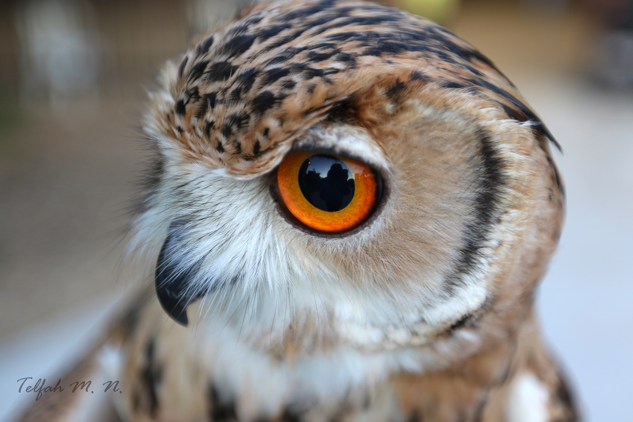 Canon EF 16-35mm F2.8L II USM sample photo. One eye owl photography