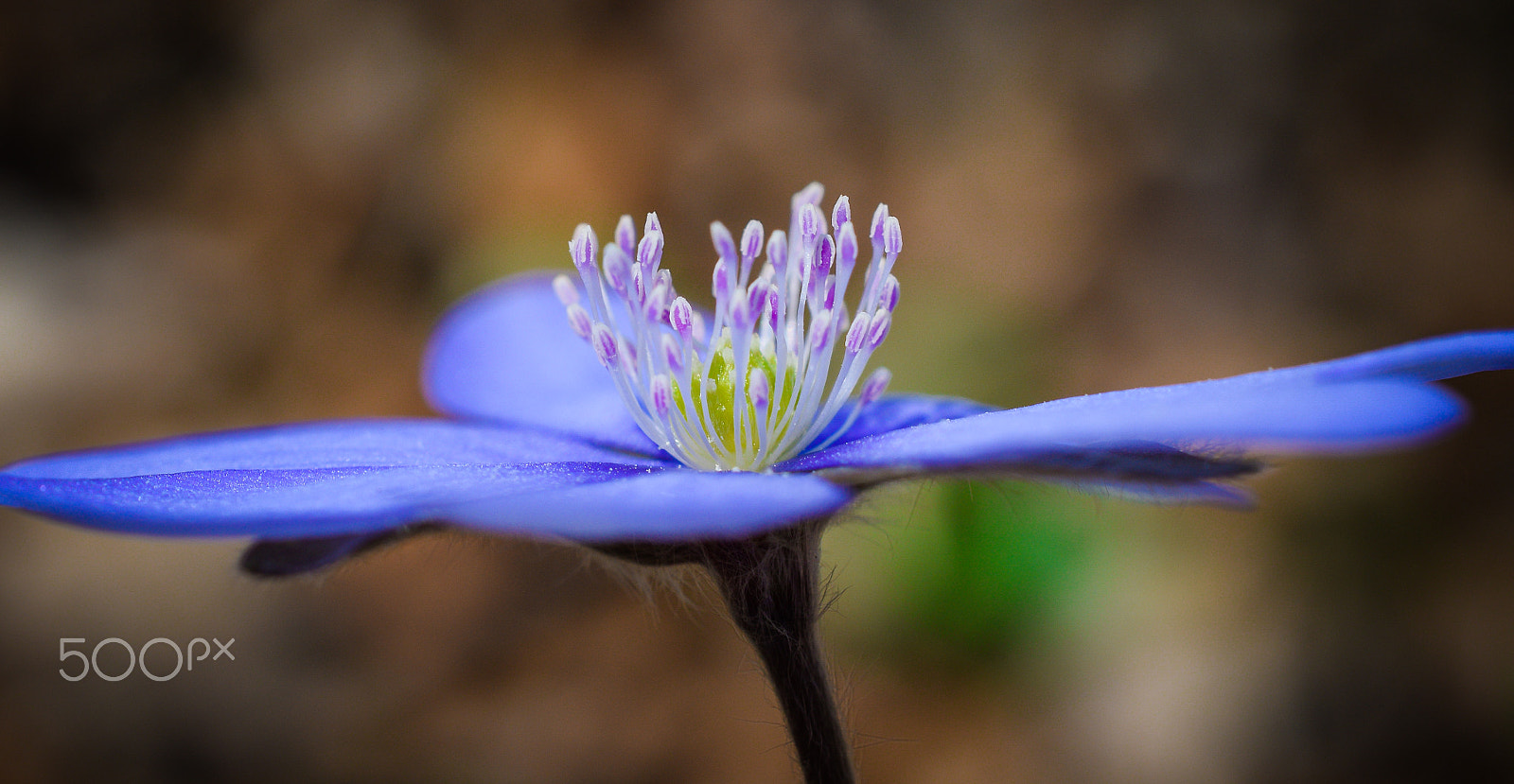 Nikon AF-S DX Micro Nikkor 40mm F2.8 sample photo. Spring flower. photography