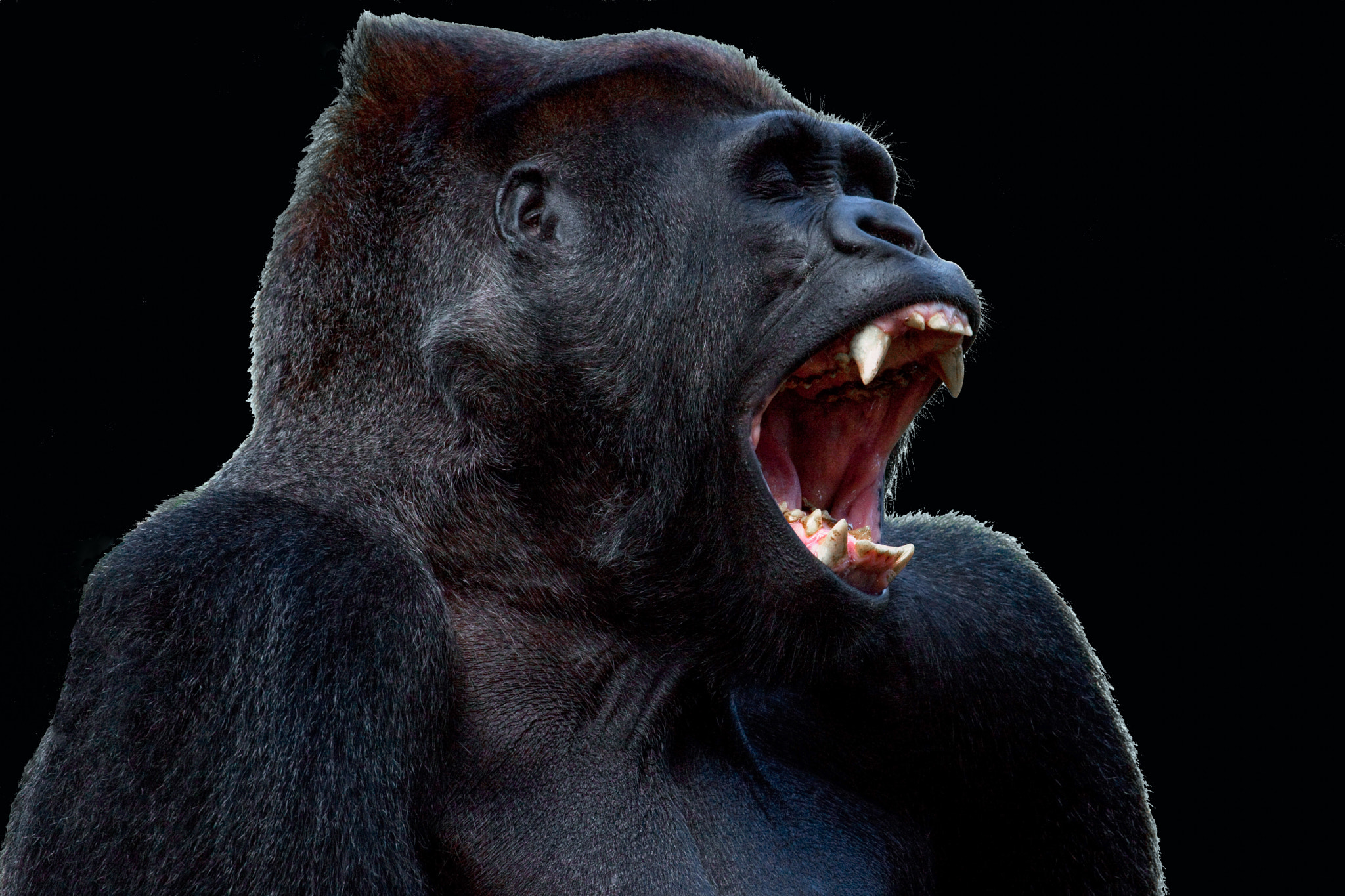 Canon EF 100-400mm F4.5-5.6L IS USM sample photo. Ferocious photography