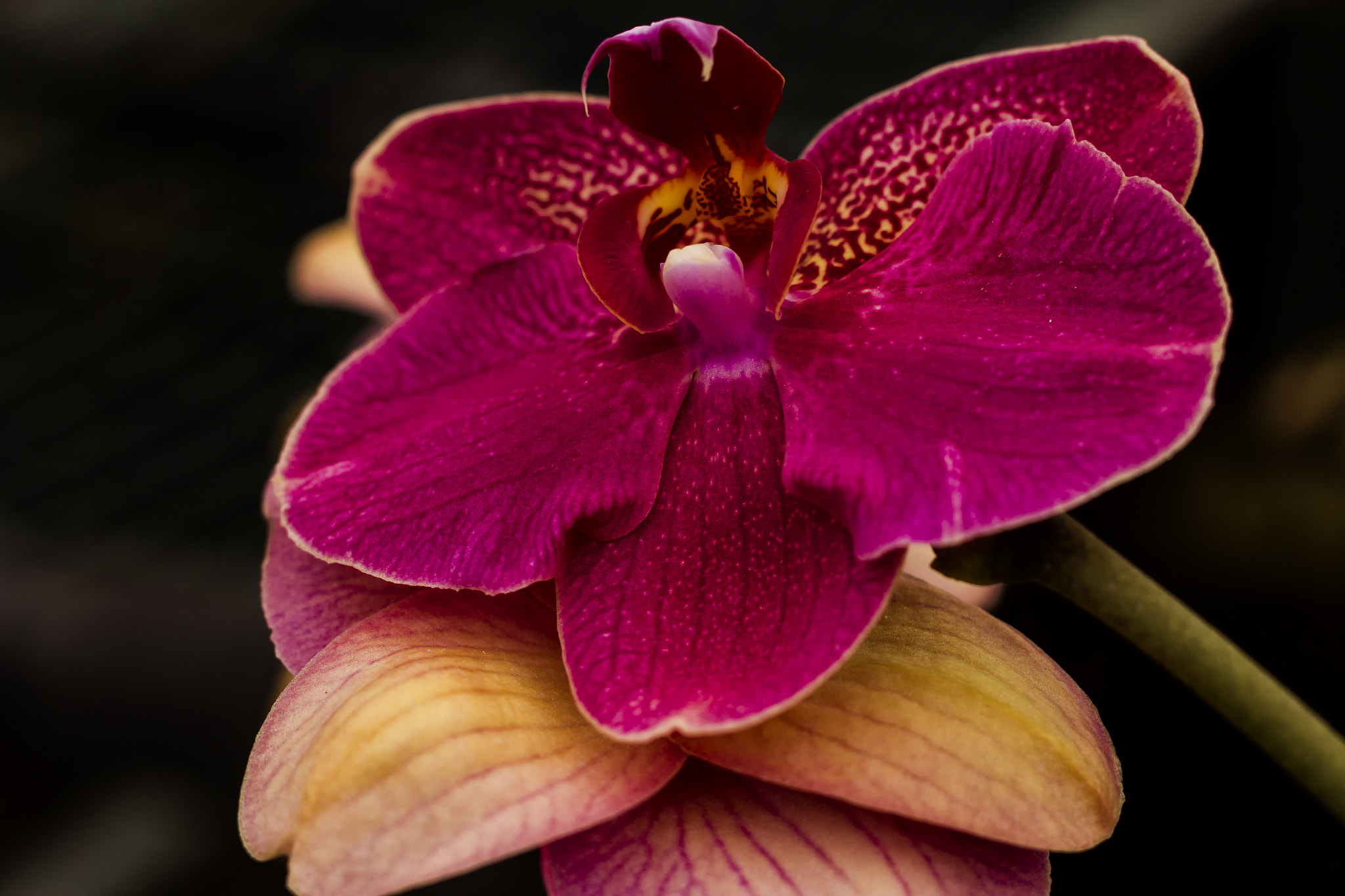 Canon EOS 550D (EOS Rebel T2i / EOS Kiss X4) sample photo. Orchid photography