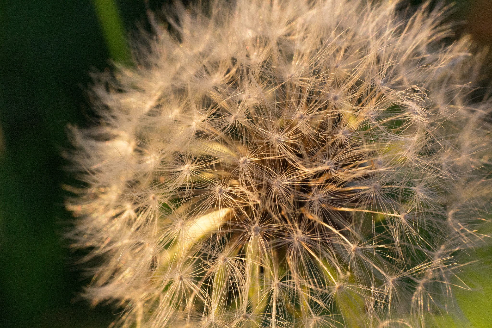 Canon EOS 60D + Canon EF 85mm F1.8 USM sample photo. Last day of blowball photography