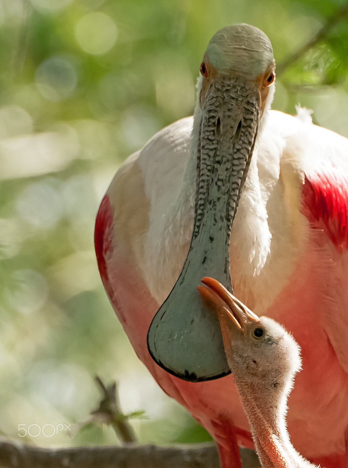 Sigma 50-500mm F4.5-6.3 DG OS HSM sample photo. Spoonbill mom and chick photography