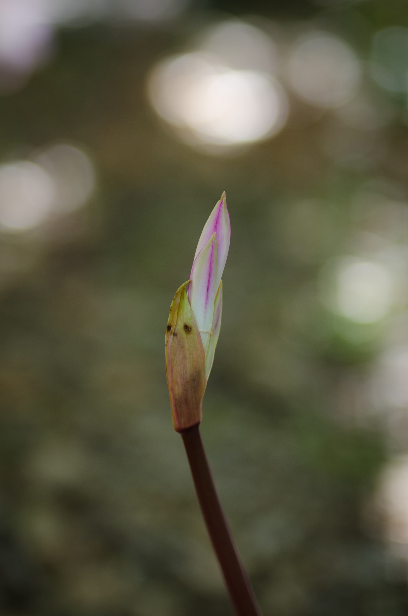 Nikon D7000 + Sigma 50mm F1.4 DG HSM Art sample photo. Capullo photography
