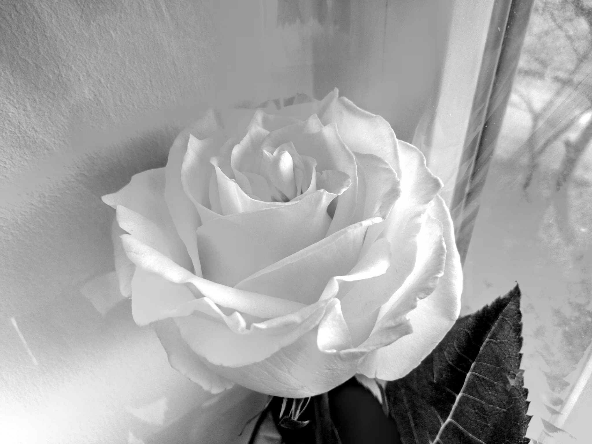 Meizu M5 sample photo. Роза (rose flower) photography