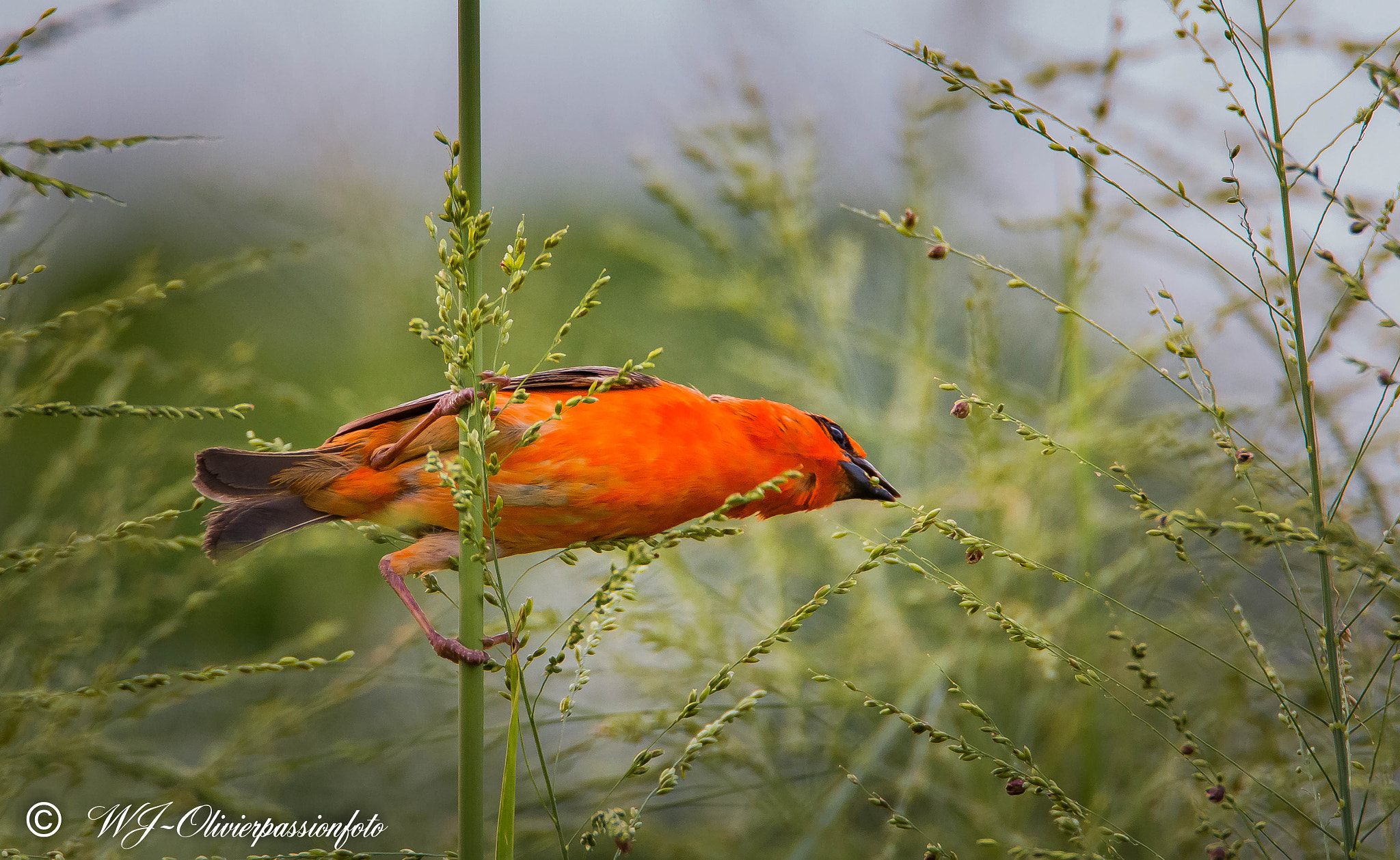 Tamron SP 150-600mm F5-6.3 Di VC USD sample photo. Oiseau cardinal ( foudi rouge ) photography