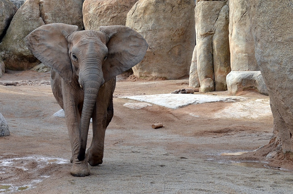Nikon D5100 sample photo. Elefante africano de sabana photography
