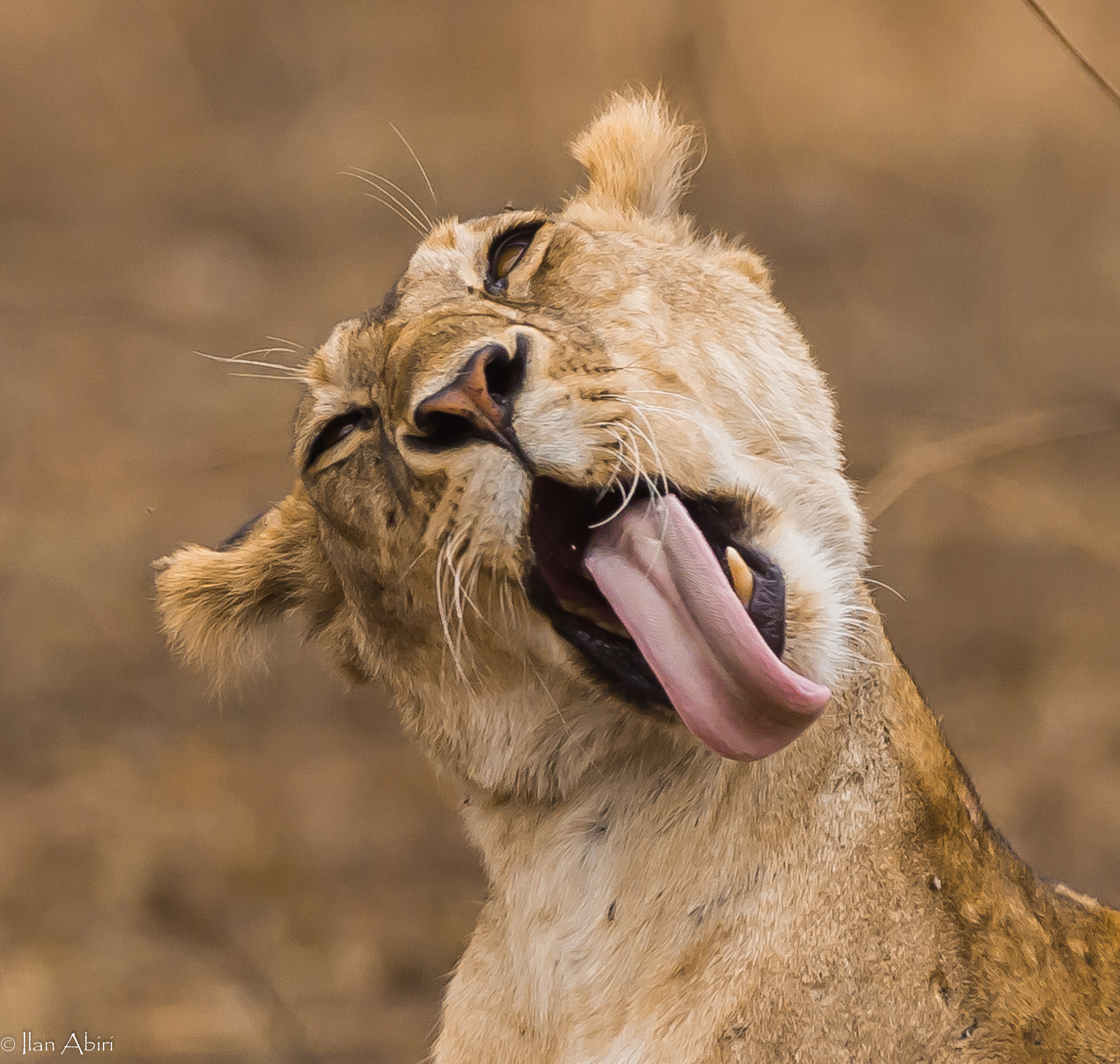 150-600mm F5-6.3 DG OS HSM | Contemporary 015 sample photo. Making faces :) photography