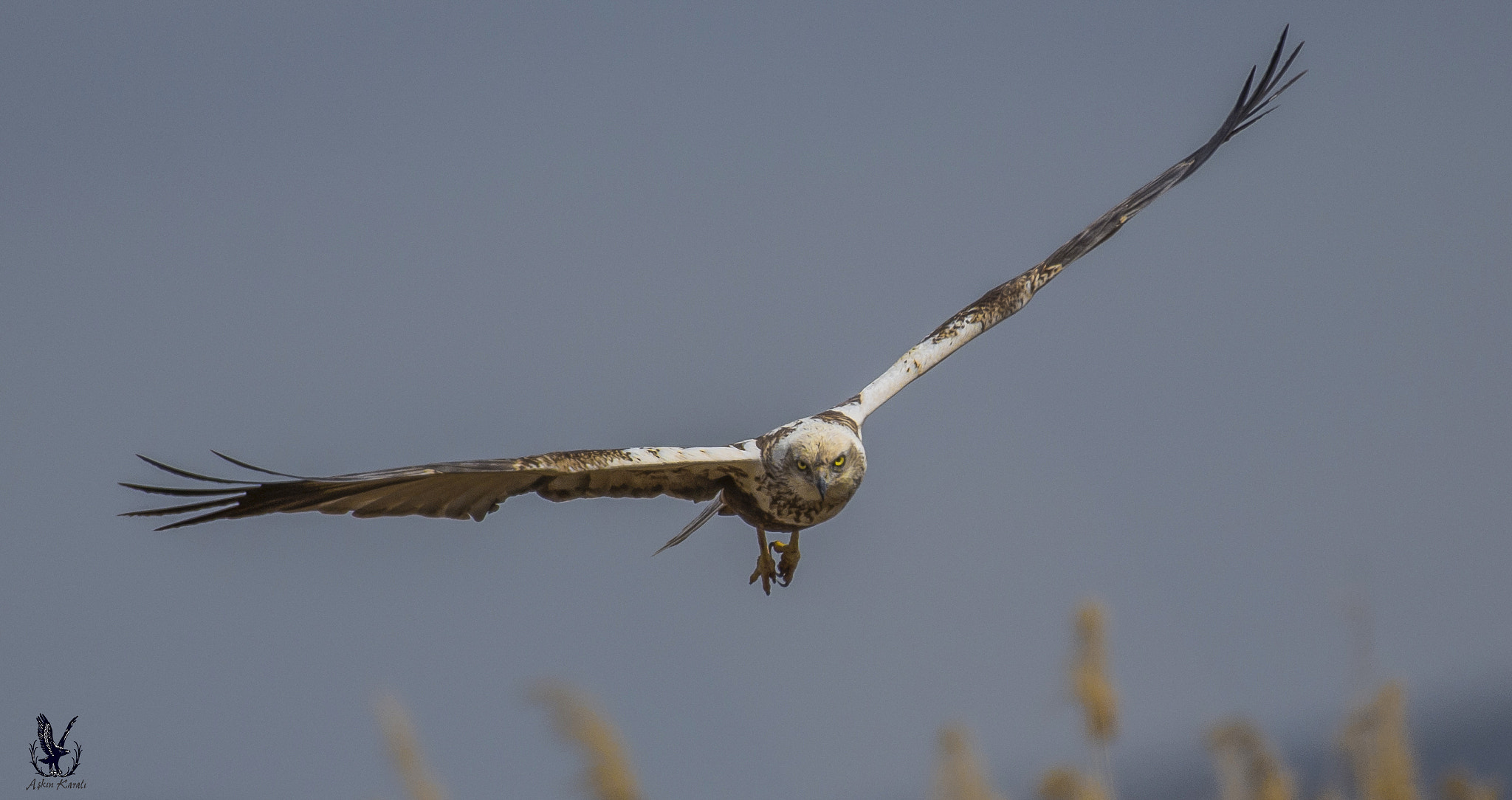 Nikon AF-S Nikkor 200-500mm F5.6E ED VR sample photo. Kızıl şahin » long-legged buzzard » buteo rufinus photography