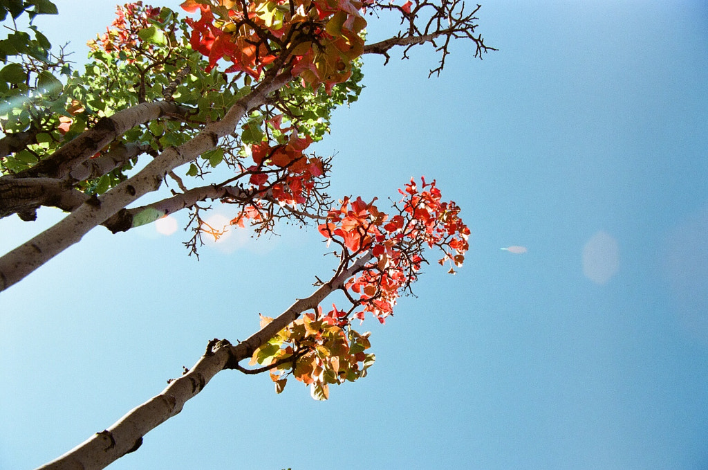 From underneath, white-barked trees with red, green, and yellow leaves. A lens flare crosses the trees into a bright blue sky.