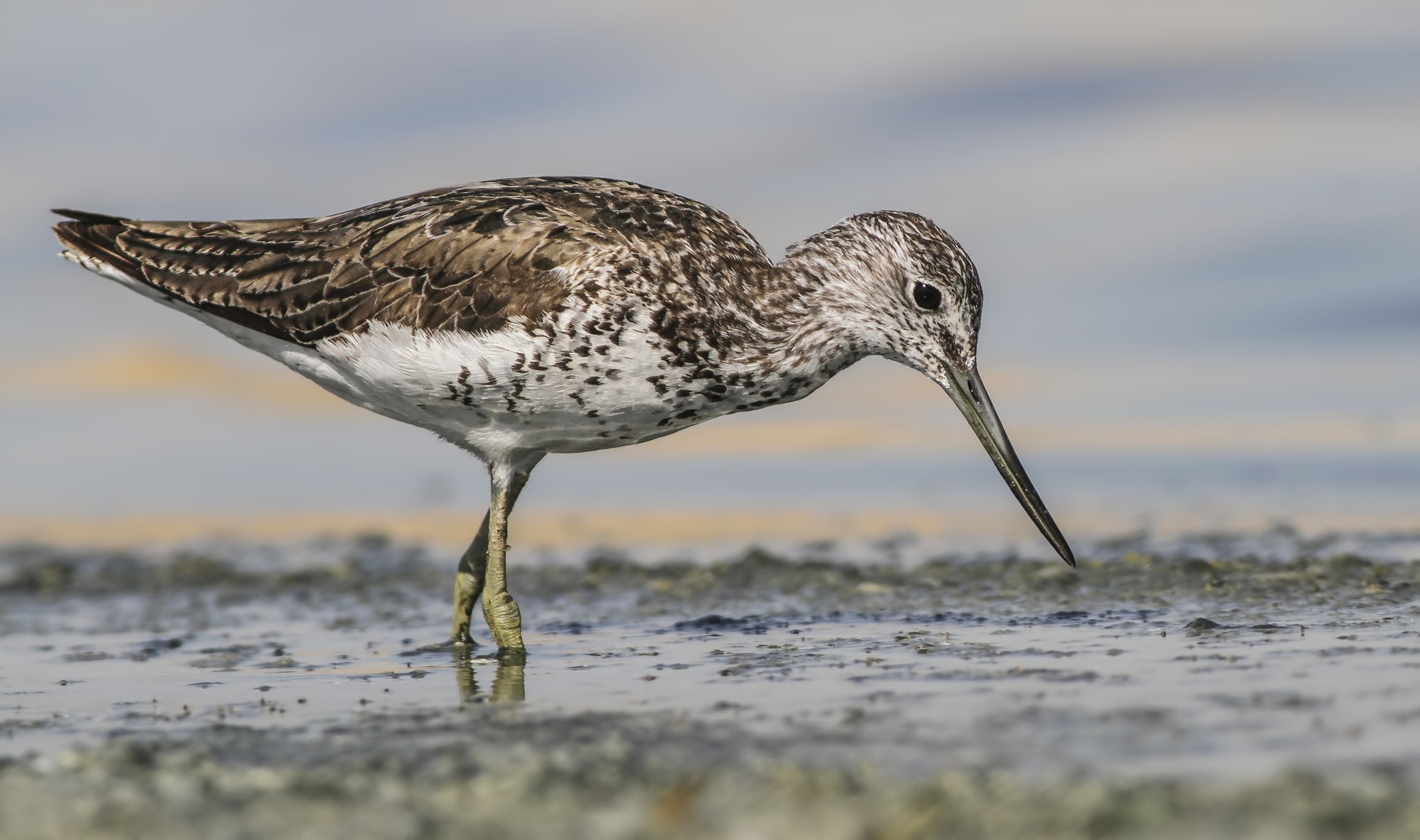 Canon EOS 7D + Canon EF 400mm F5.6L USM sample photo. Common greenshank photography