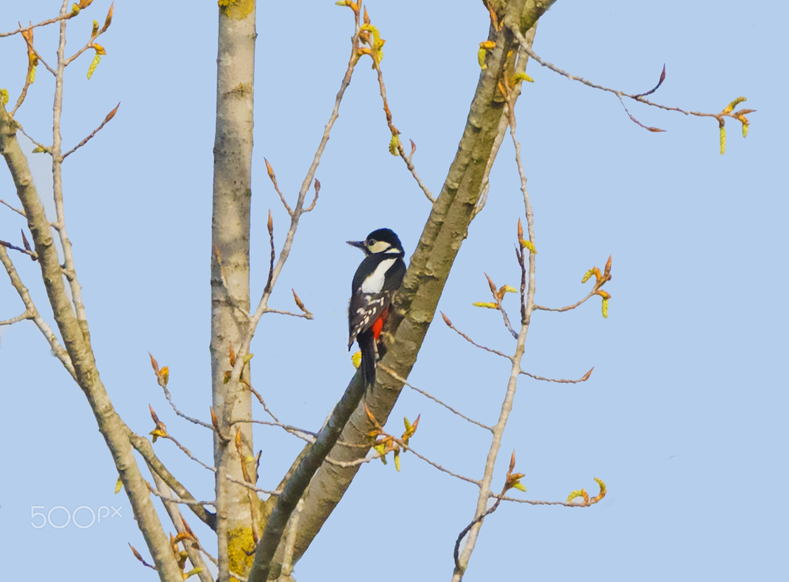 Nikon D810 + Sigma 150-600mm F5-6.3 DG OS HSM | C sample photo. Great spotted woodpecker photography
