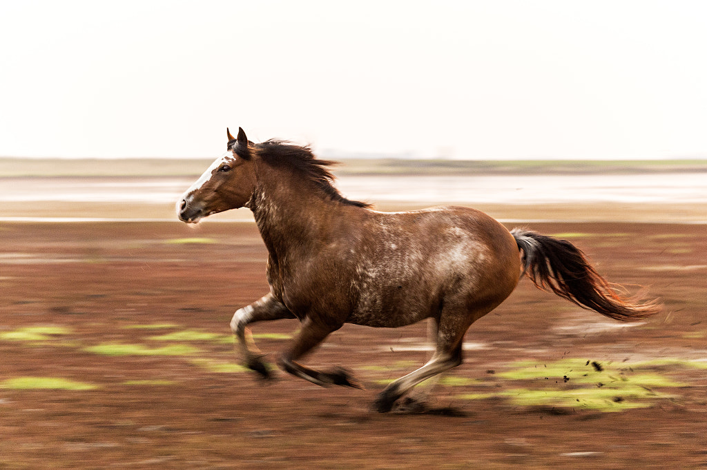 Running free by Lucio Valmaggia on 500px.com