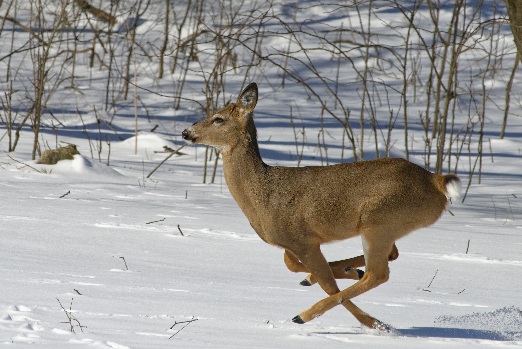 Nikon D800E sample photo. Airborne deer photography