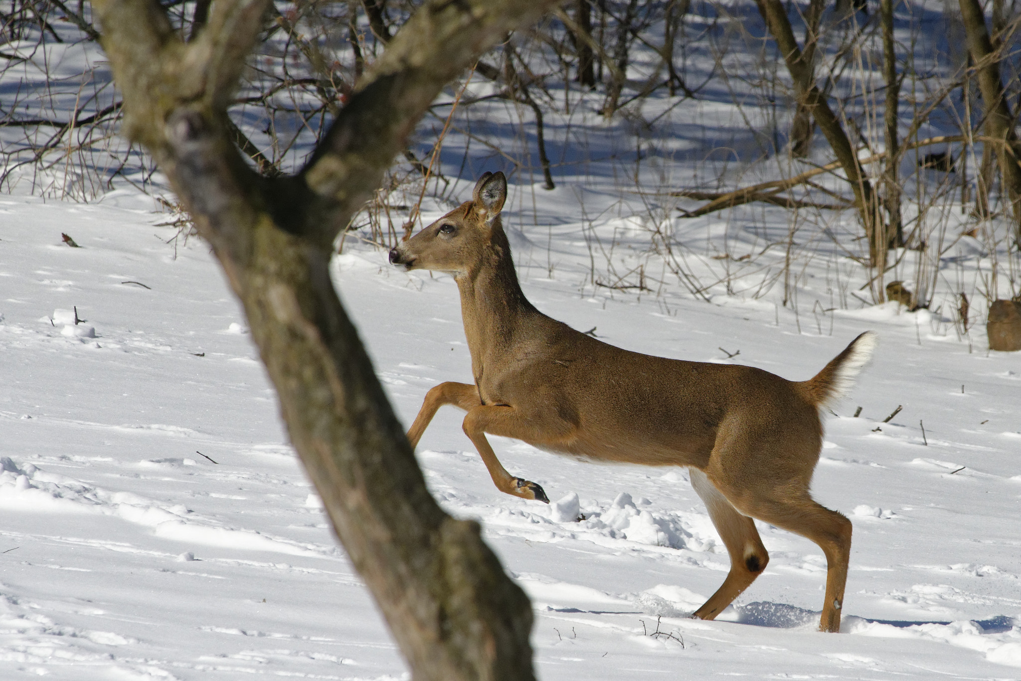 Nikon D800E sample photo. Leaping deer photography