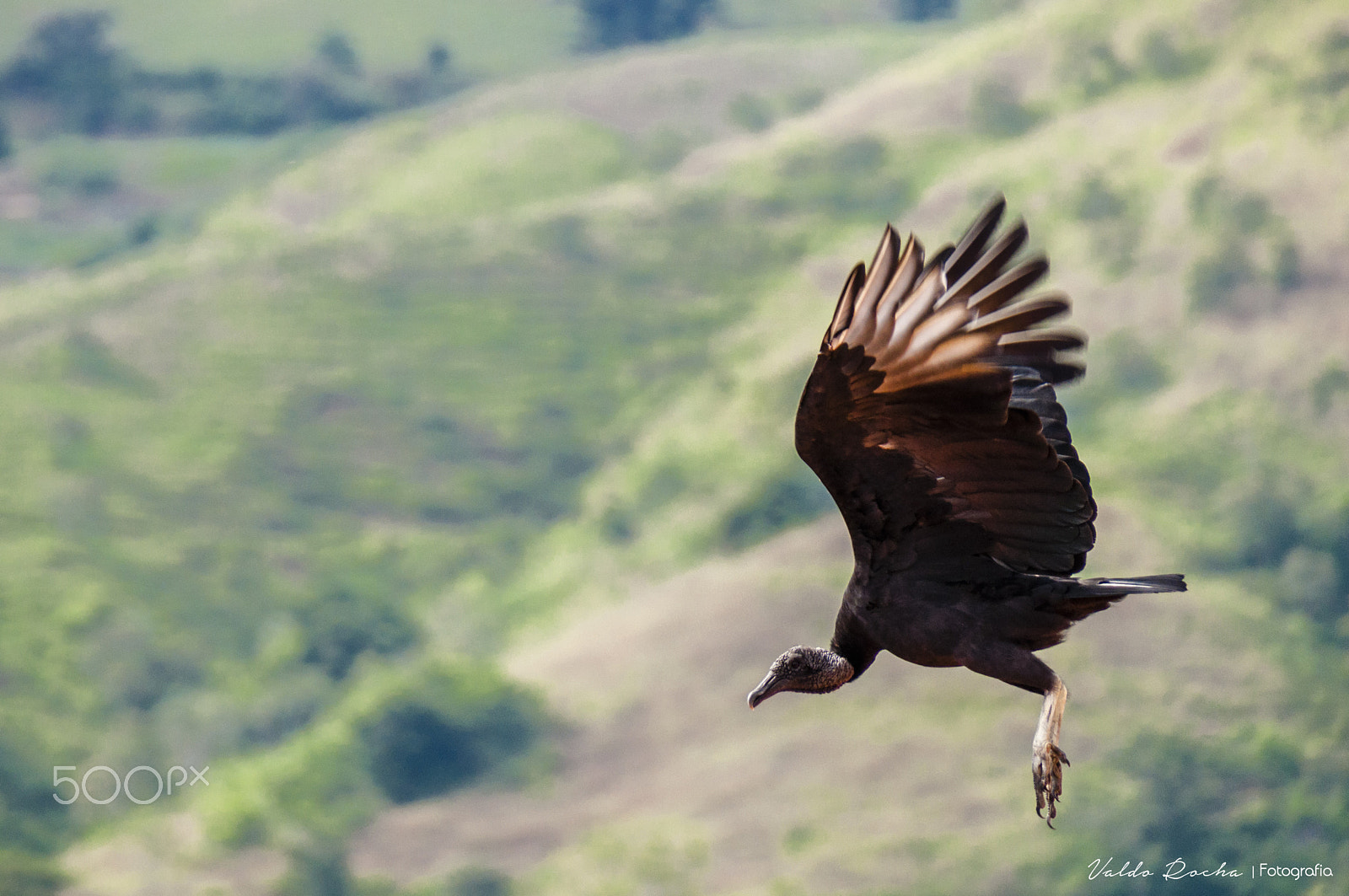 Sigma 18-250mm F3.5-6.3 DC Macro OS HSM sample photo. Vulture photography