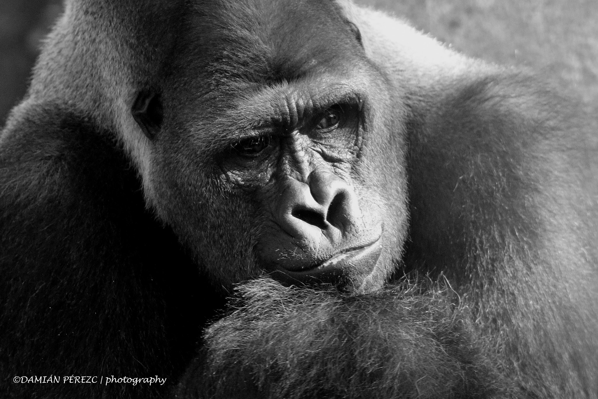 Tamron SP 150-600mm F5-6.3 Di VC USD sample photo. Gorilla photography