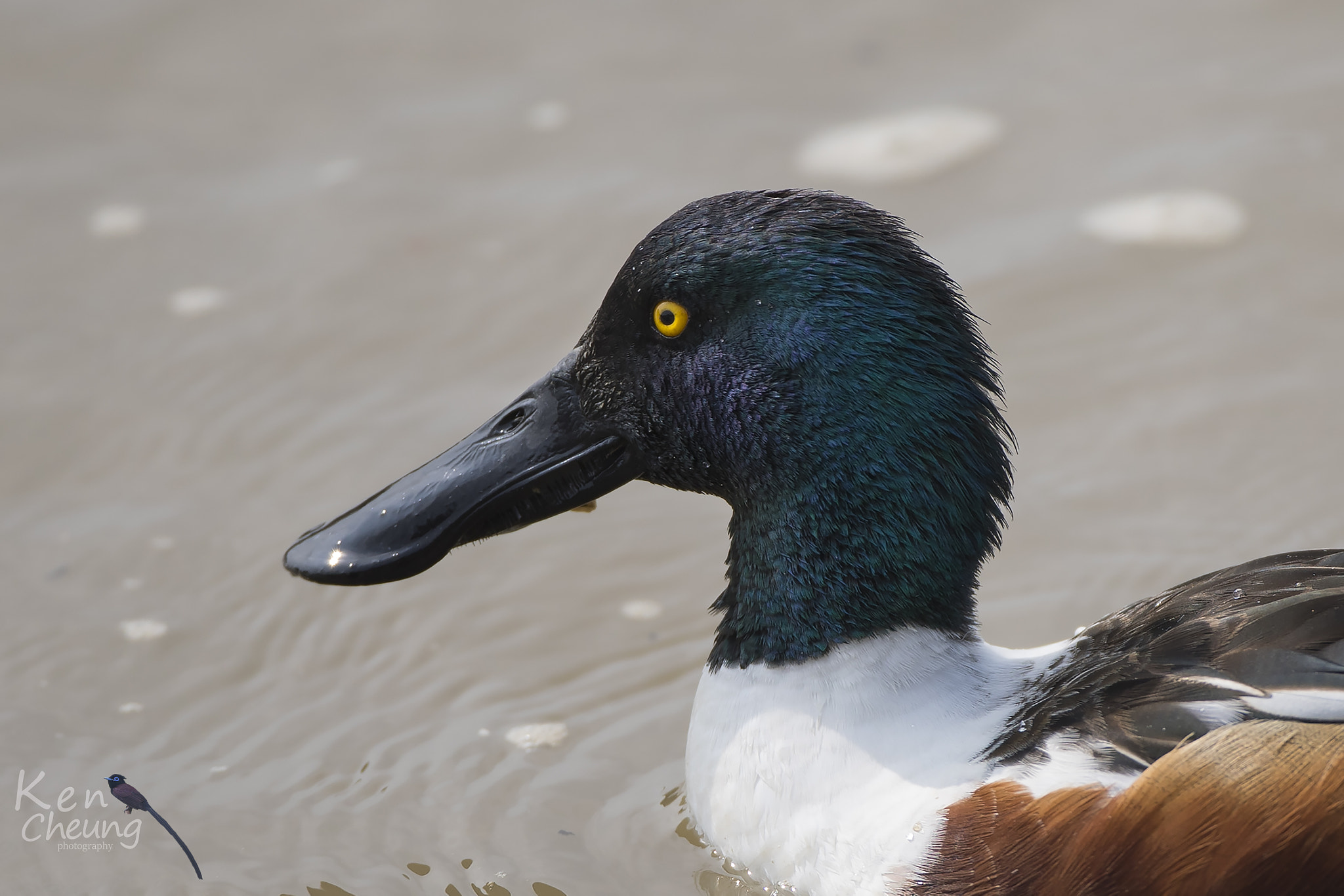 Canon EF 500mm F4L IS USM sample photo. Anas clypeata photography