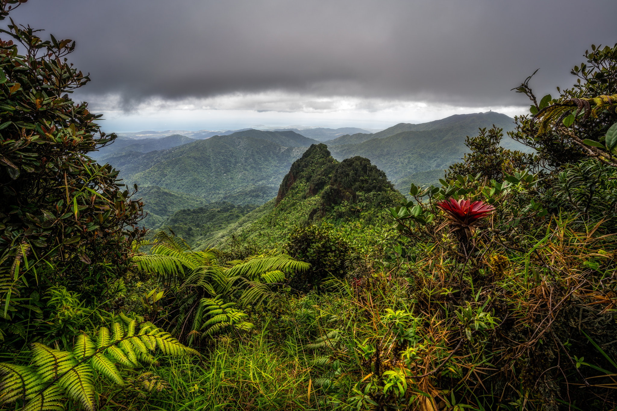 ZEISS Batis 18mm F2.8 sample photo. Jungle photography