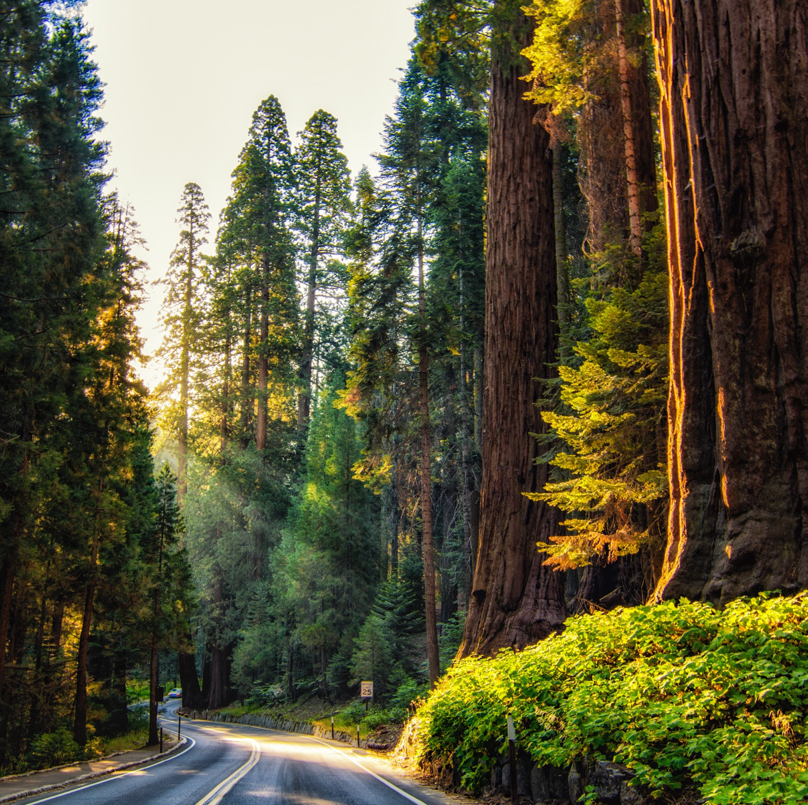 Tokina AT-X Pro 11-16mm F2.8 DX sample photo. Sequoia national park, california photography