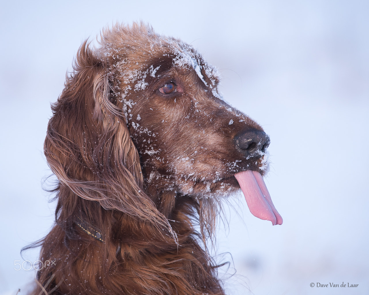 Nikon AF-S Nikkor 600mm F4G ED VR sample photo. Catching snowflakes photography