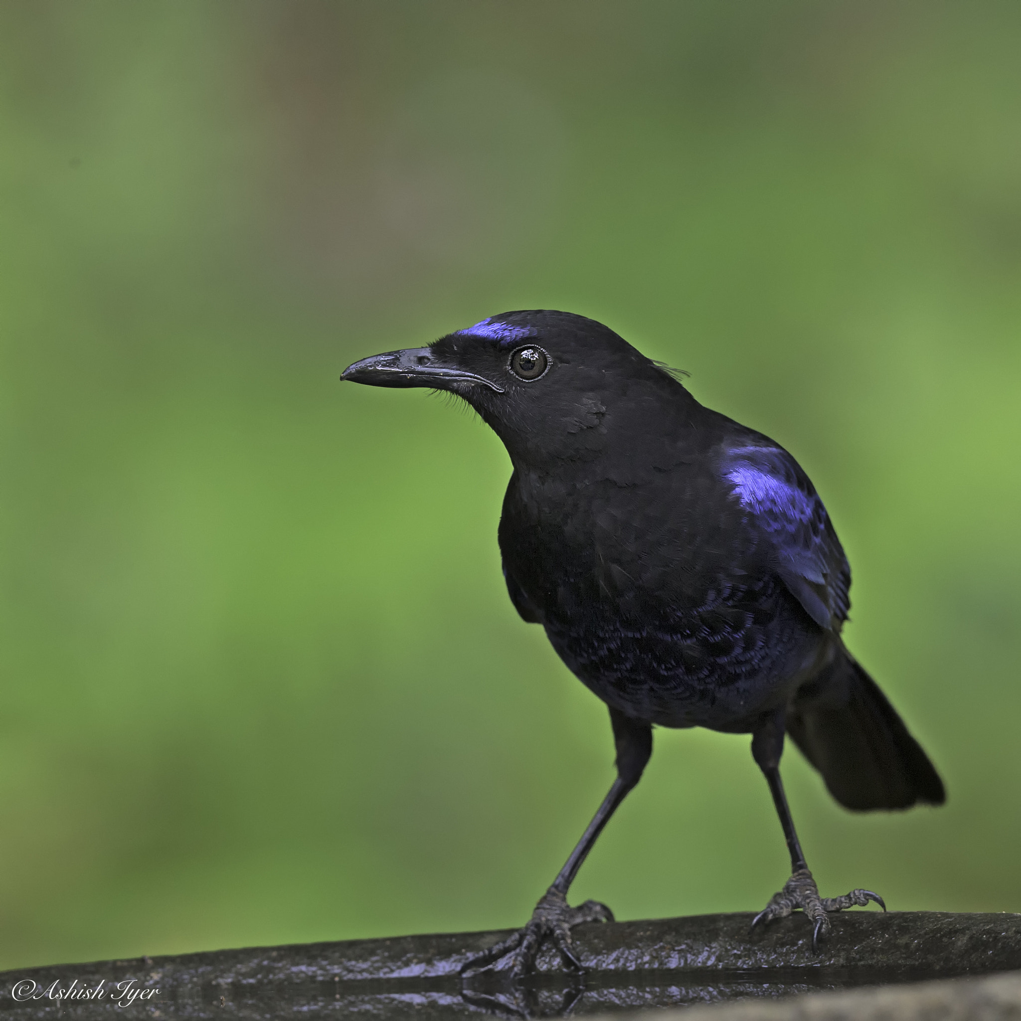 Canon EF 500mm F4L IS II USM sample photo. Portrait of a malabar whistling thrush photography