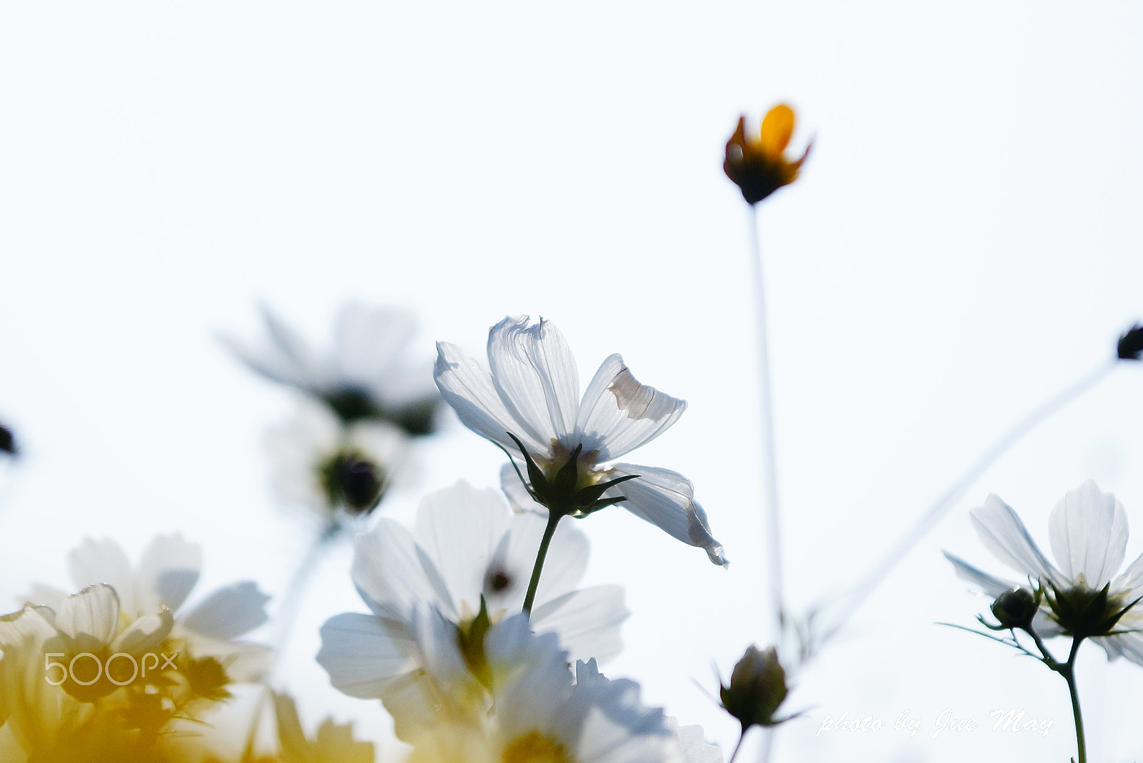 Sony SLT-A77 sample photo. 波斯菊花海 photography