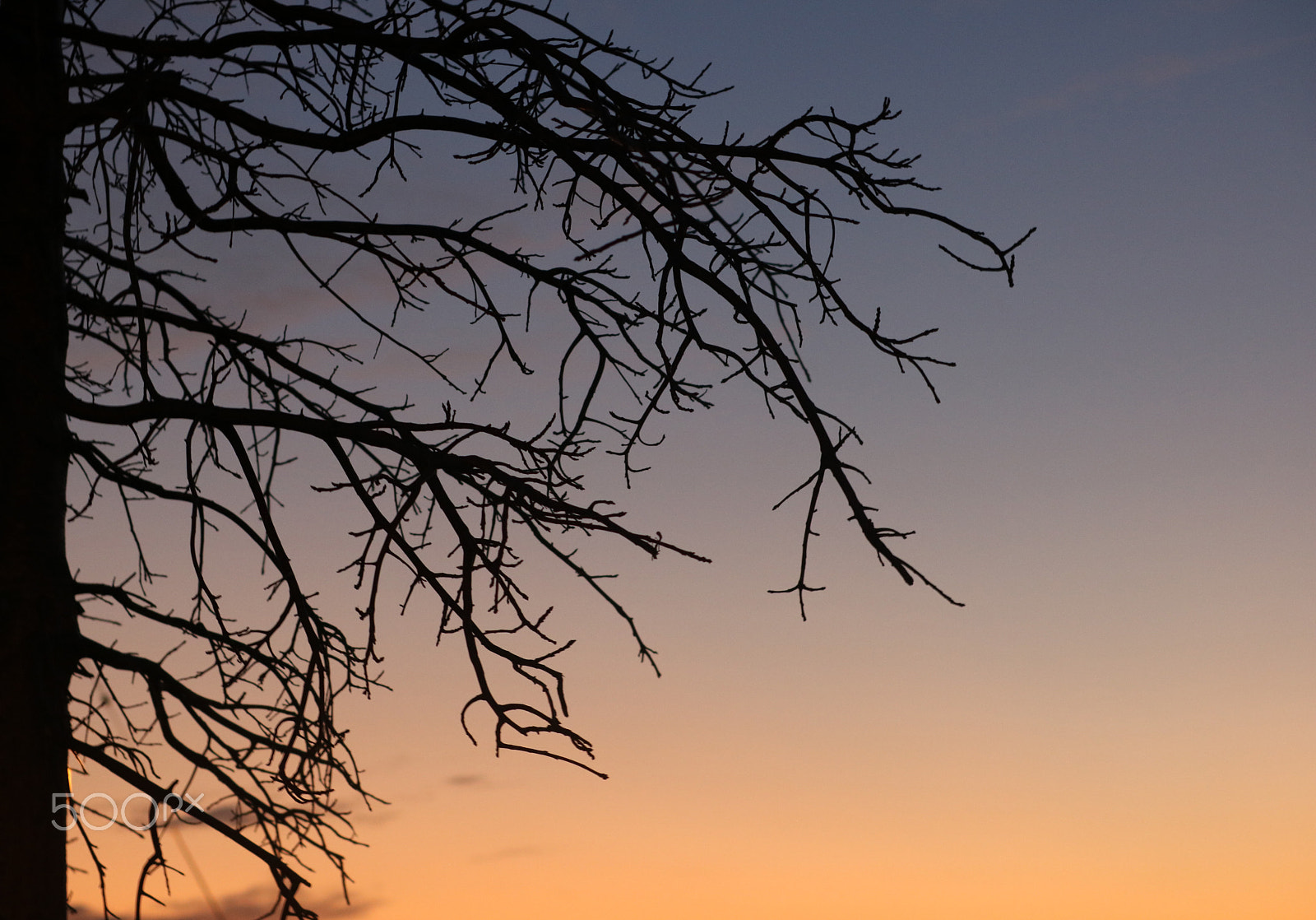 Canon EOS 750D (EOS Rebel T6i / EOS Kiss X8i) sample photo. Setting branches photography
