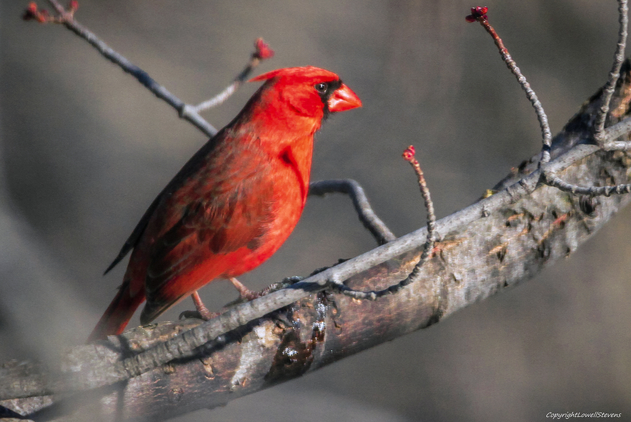 150-600mm F5-6.3 DG OS HSM | Contemporary 015 sample photo. Redred (of ) photography