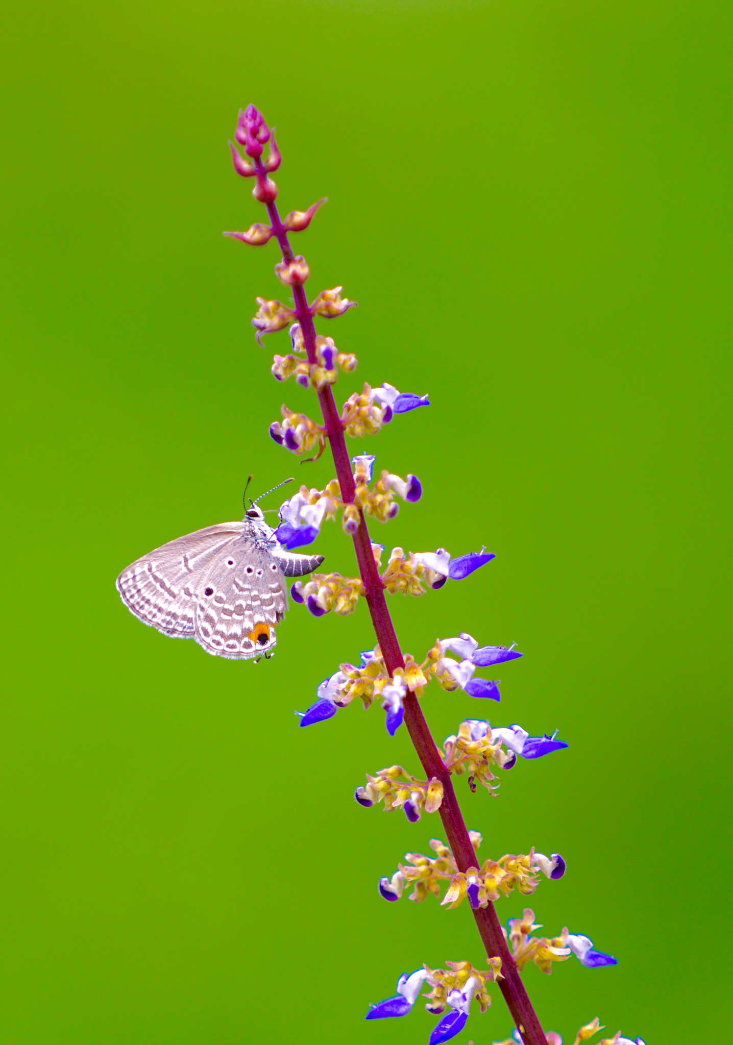 Sony a7R II + Sony FE 70-200mm F4 G OSS sample photo