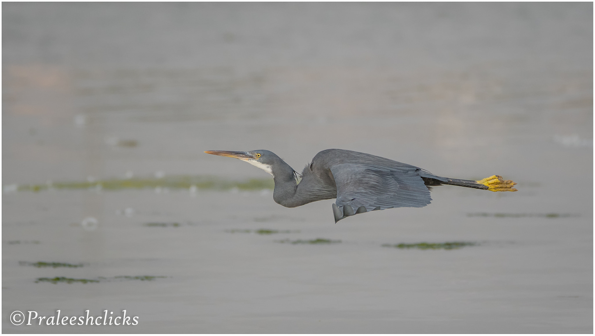 Nikon D500 sample photo. Western reef egret photography