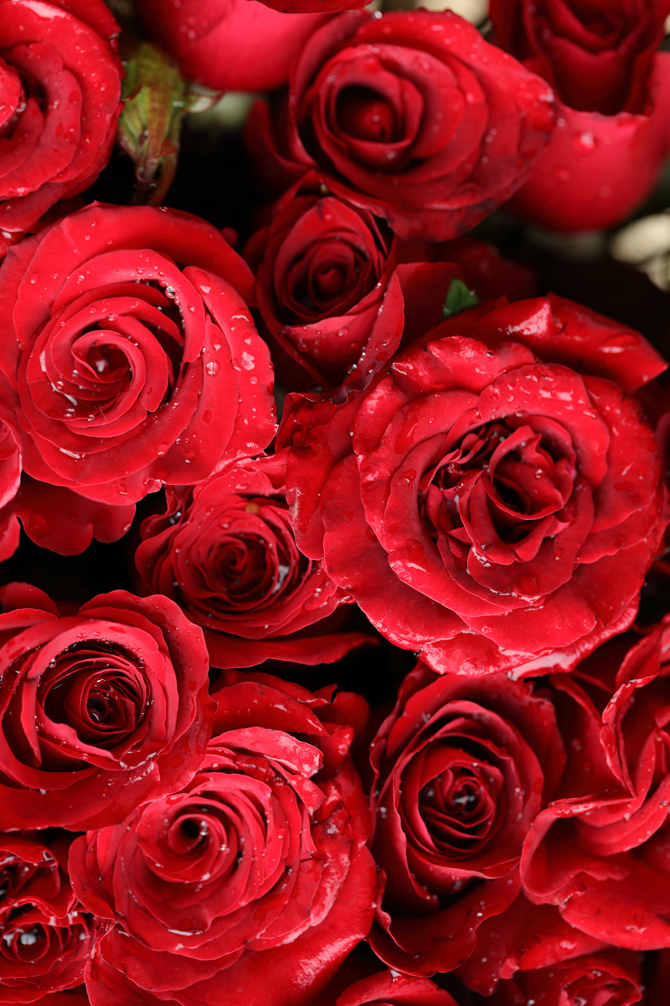 Canon EF 100mm F2.8L Macro IS USM sample photo. Rosas rojas de méxico. photography