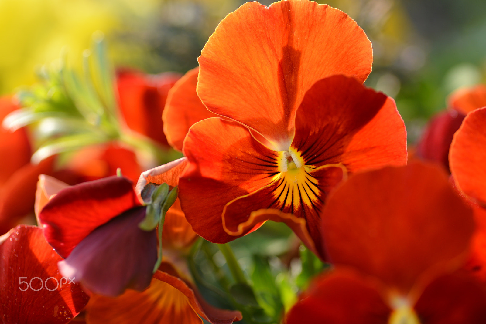 Nikon D600 sample photo. Spring sun photography