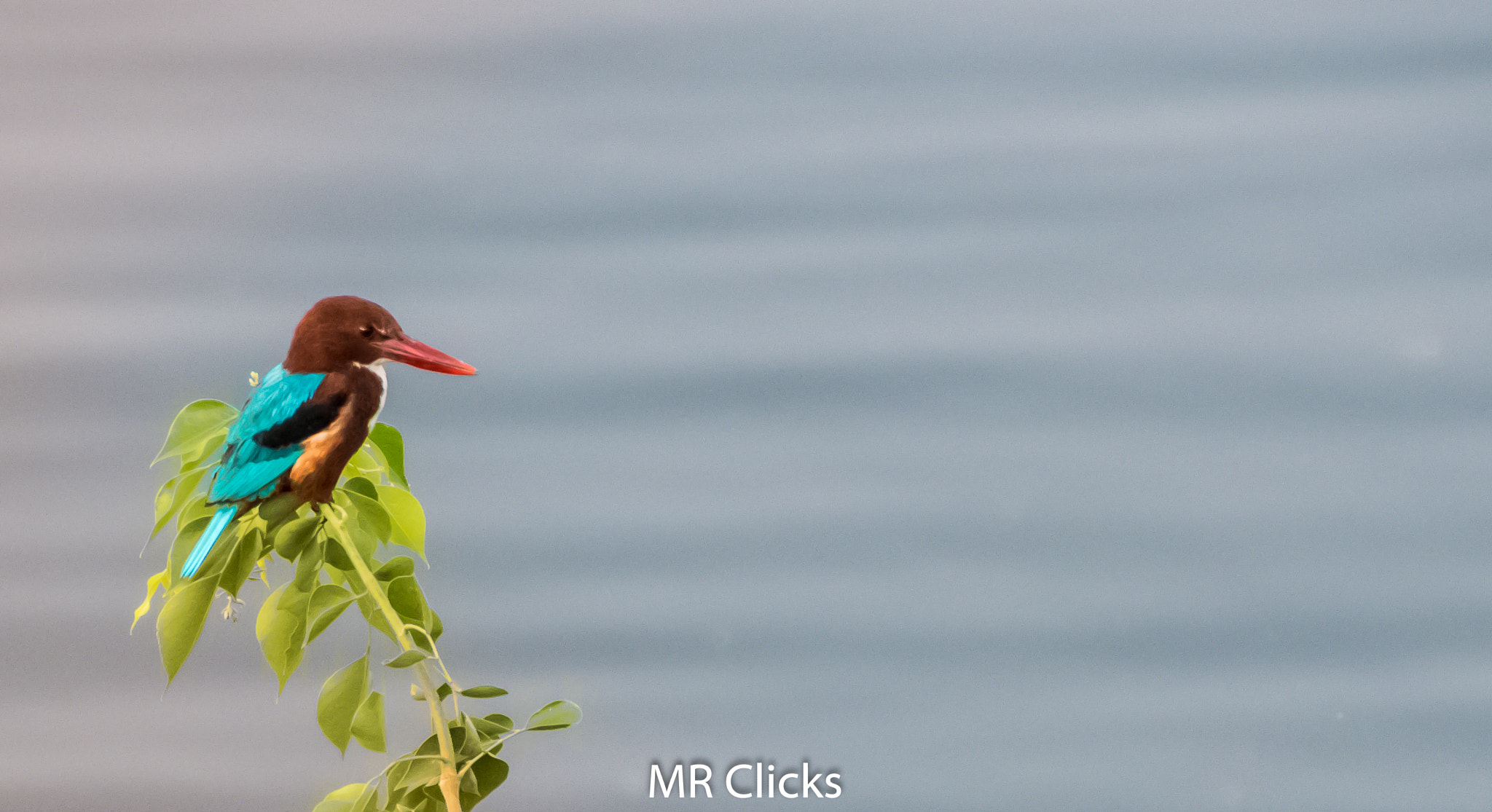 Nikon D5500 sample photo. White throated king fisher photography