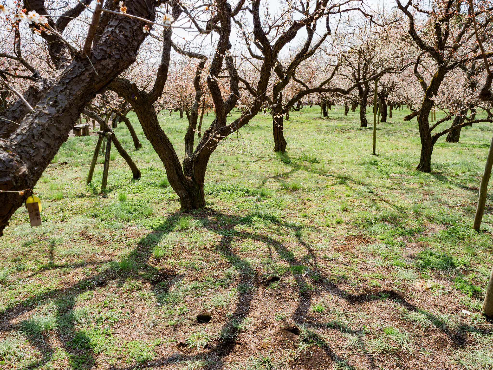 Olympus OM-D E-M1 Mark II + Olympus M.Zuiko Digital ED 12-40mm F2.8 Pro sample photo. Ume trees photography
