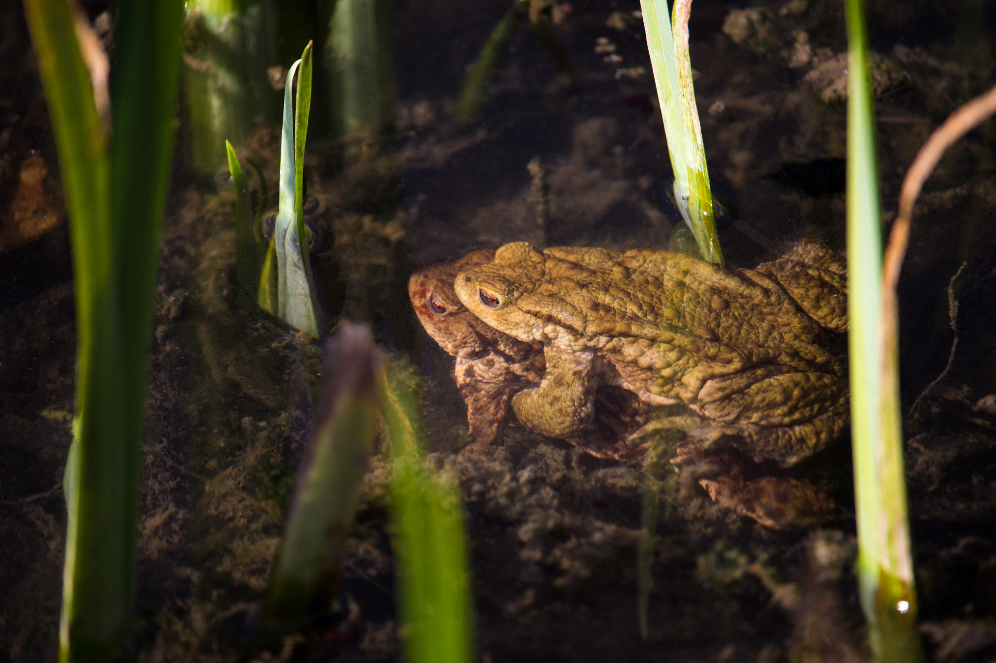 Canon EF-S 55-250mm F4-5.6 IS STM sample photo. Make some babies 2 photography