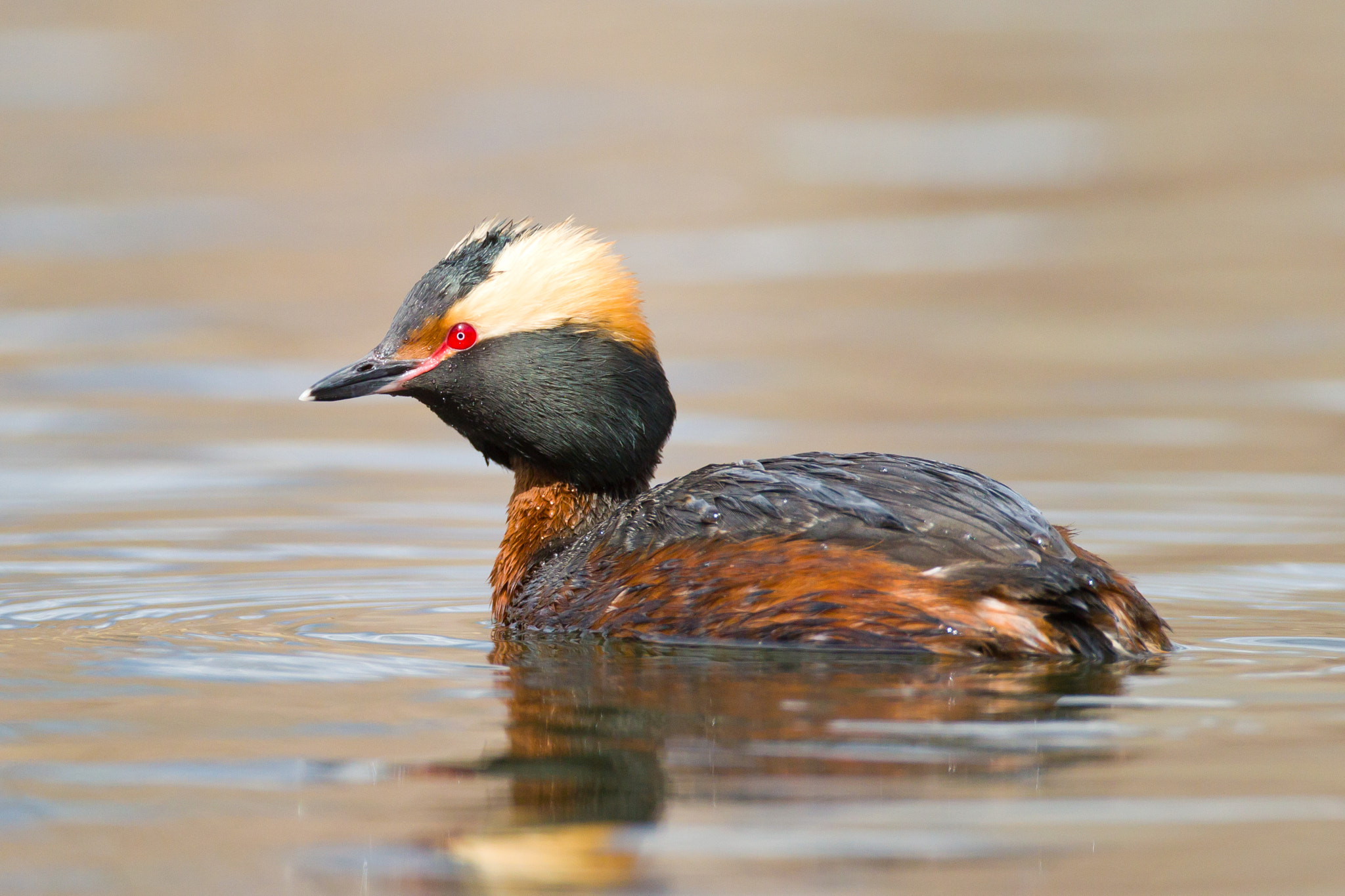 Canon EF 500mm F4L IS USM sample photo. Horned grebe photography