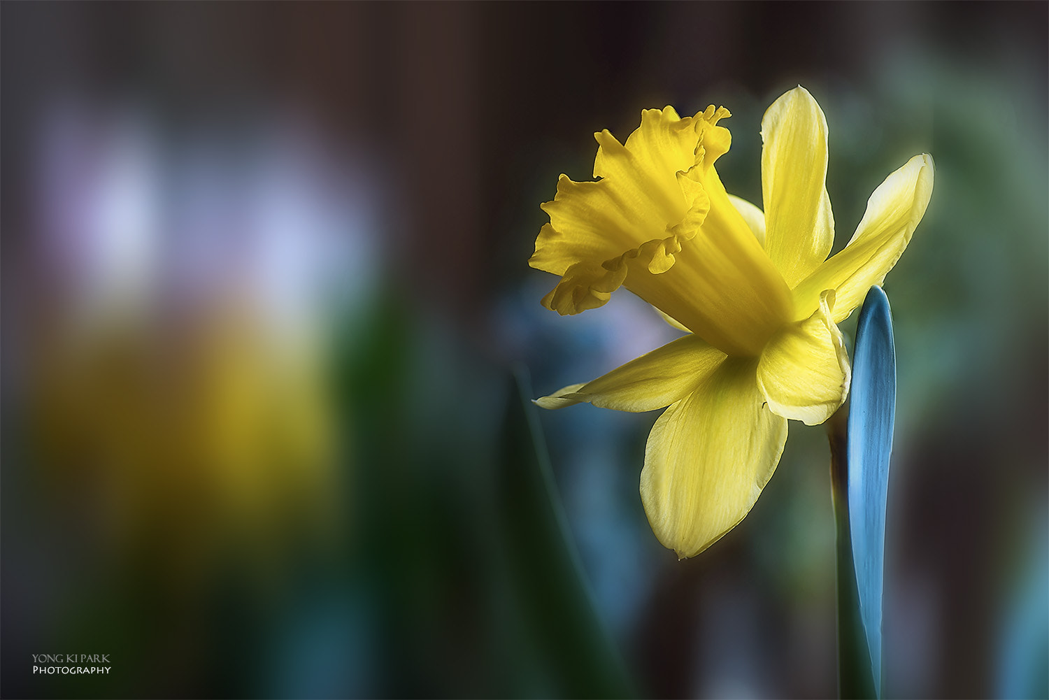 Pentax smc D-FA 100mm F2.8 Macro WR sample photo. Opening of the spring-6 photography