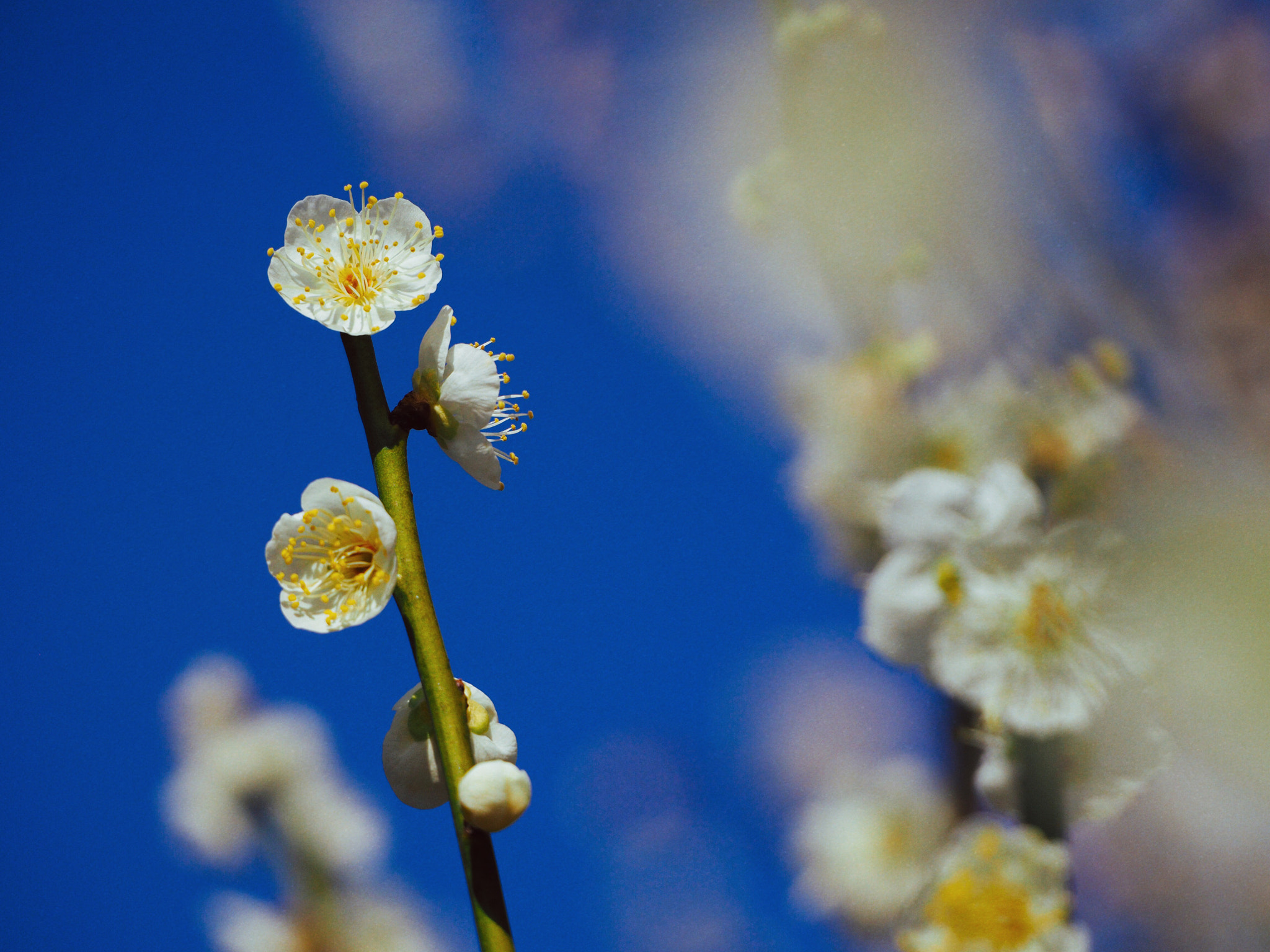 Olympus OM-D E-M10 II sample photo. Plum named "moonlight" photography
