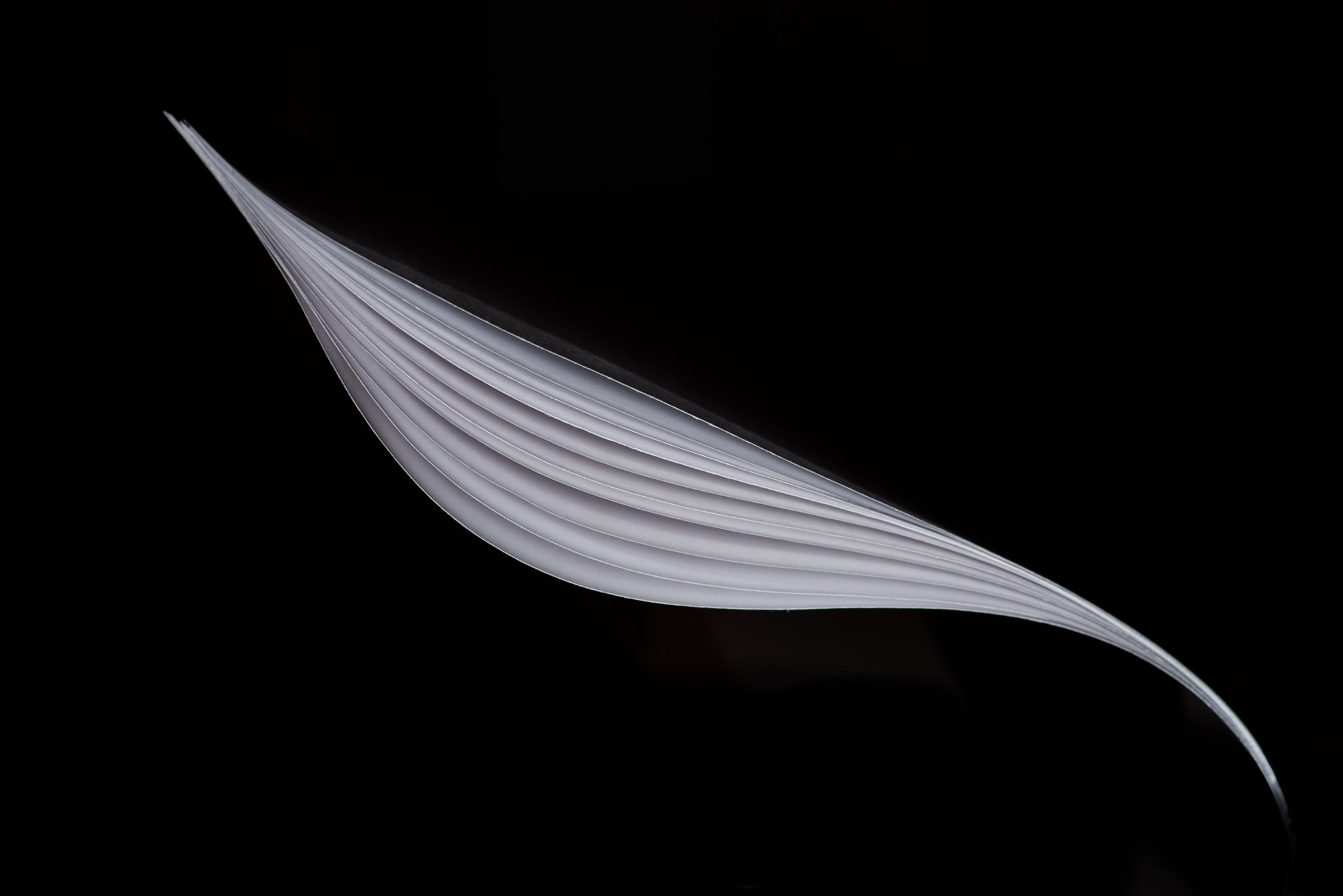 Pentax smc D-FA 100mm F2.8 Macro WR sample photo. Paper  curve photography