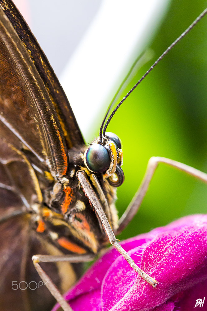 Canon EF-S 60mm F2.8 Macro USM sample photo. Butterfly on a pink flower photography