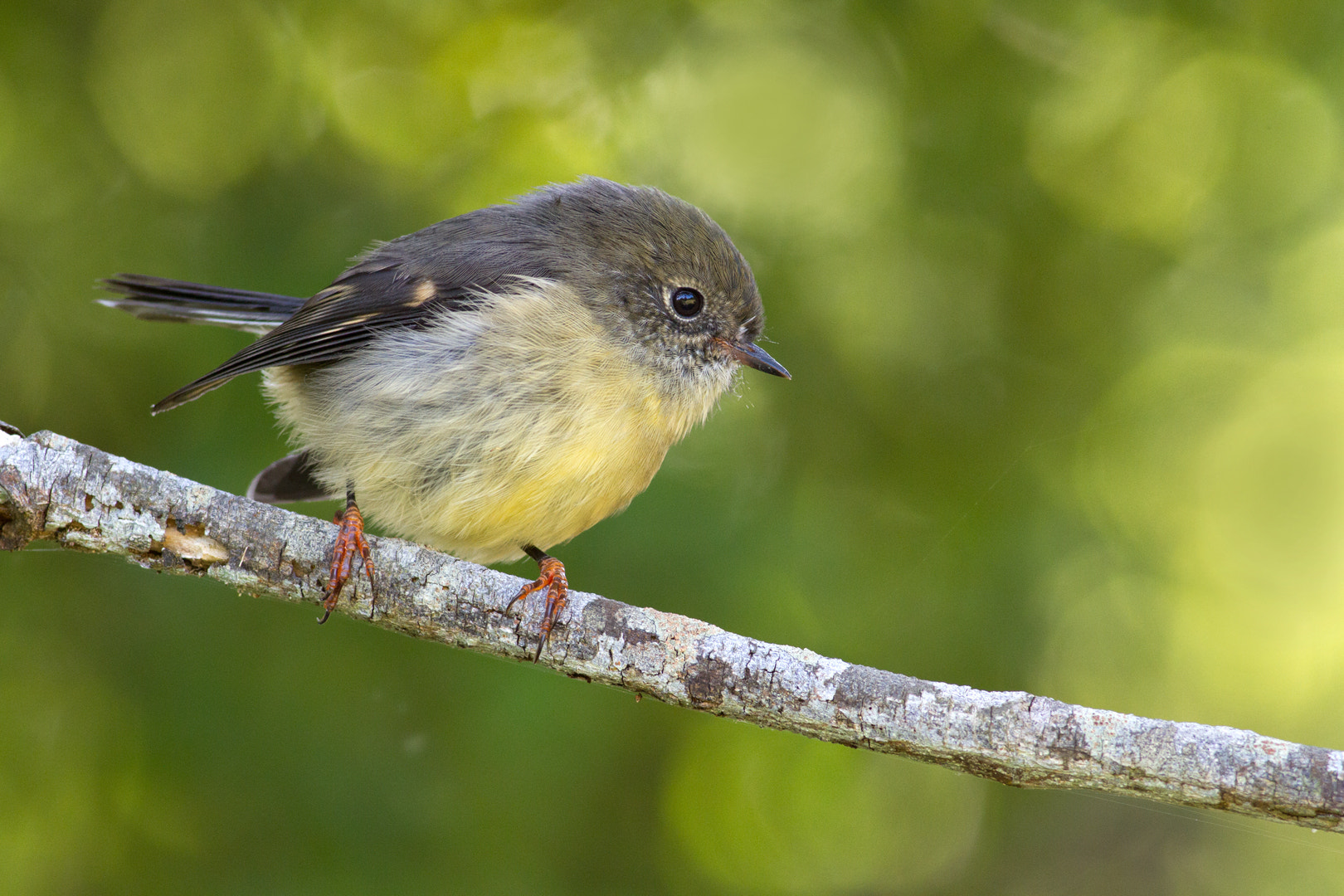 Canon EOS 7D + Canon EF 400mm F5.6L USM sample photo. Tomtit on twig (4) photography