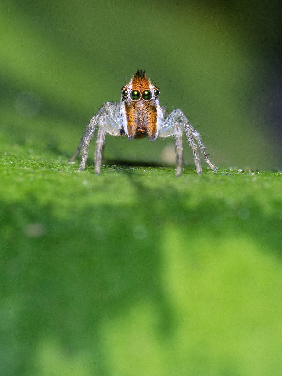 smc PENTAX-FA Macro 100mm F2.8 sample photo. Maeota ibargueni photography