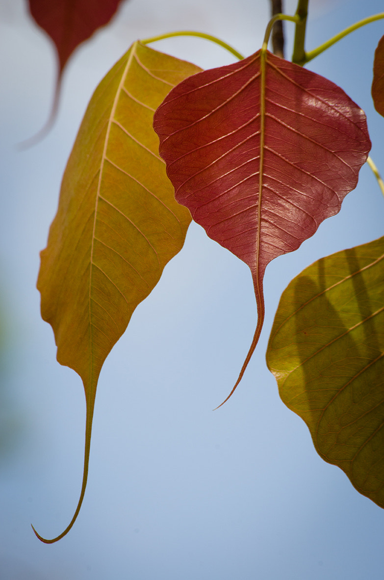 Sigma 70-300mm F4-5.6 APO DG Macro sample photo