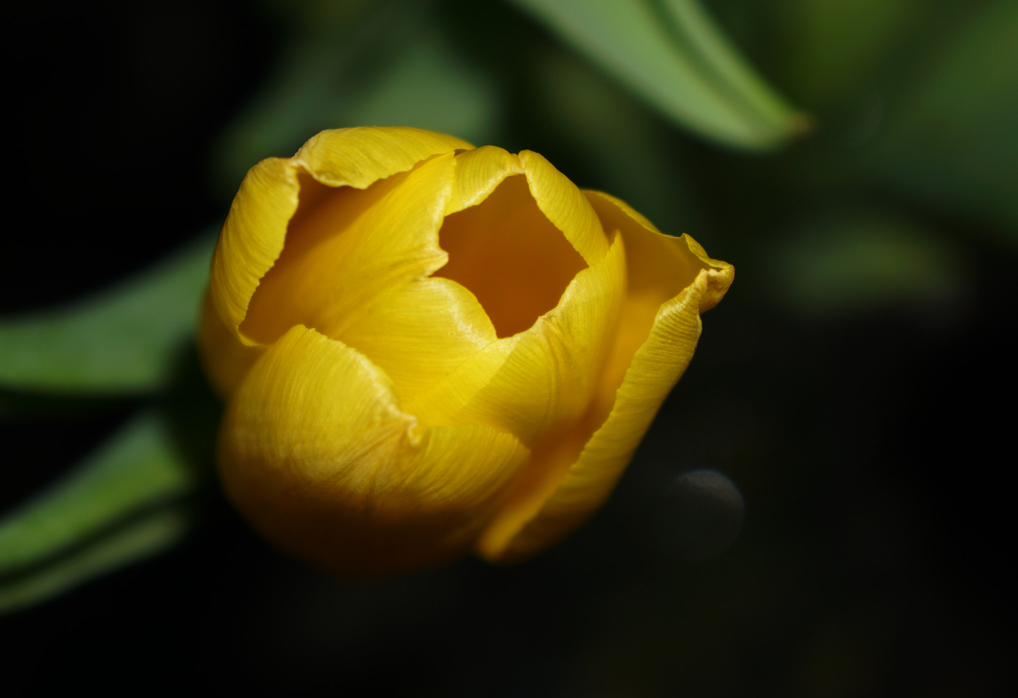 Sony E 18-55mm F3.5-5.6 OSS sample photo. Tulip photography