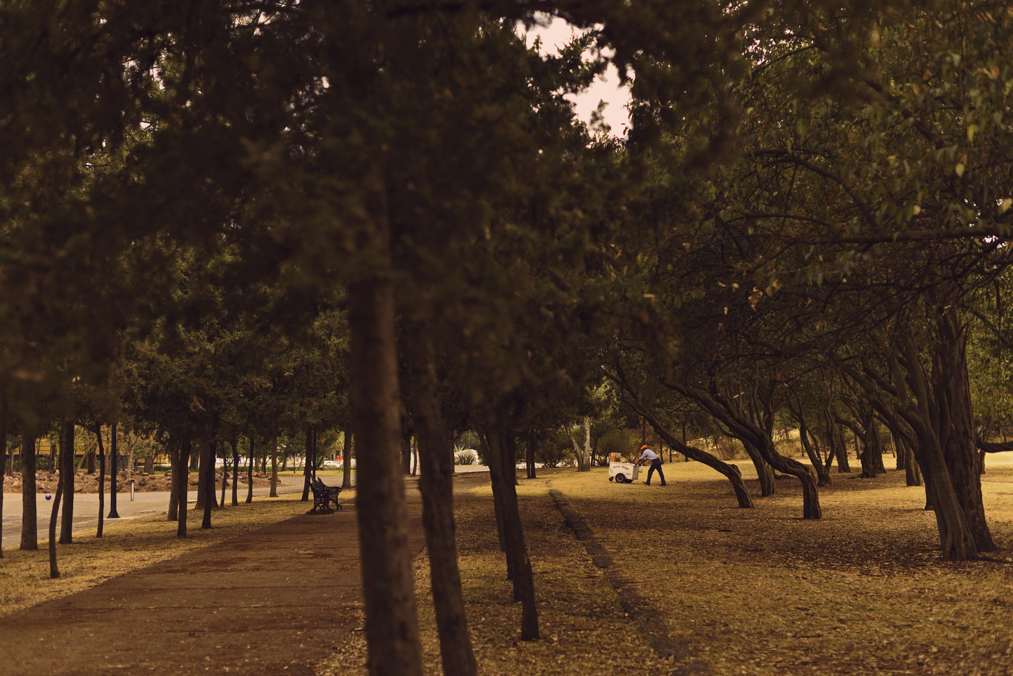 Nikon D810 + Nikon AF-S Nikkor 50mm F1.4G sample photo. Helados photography