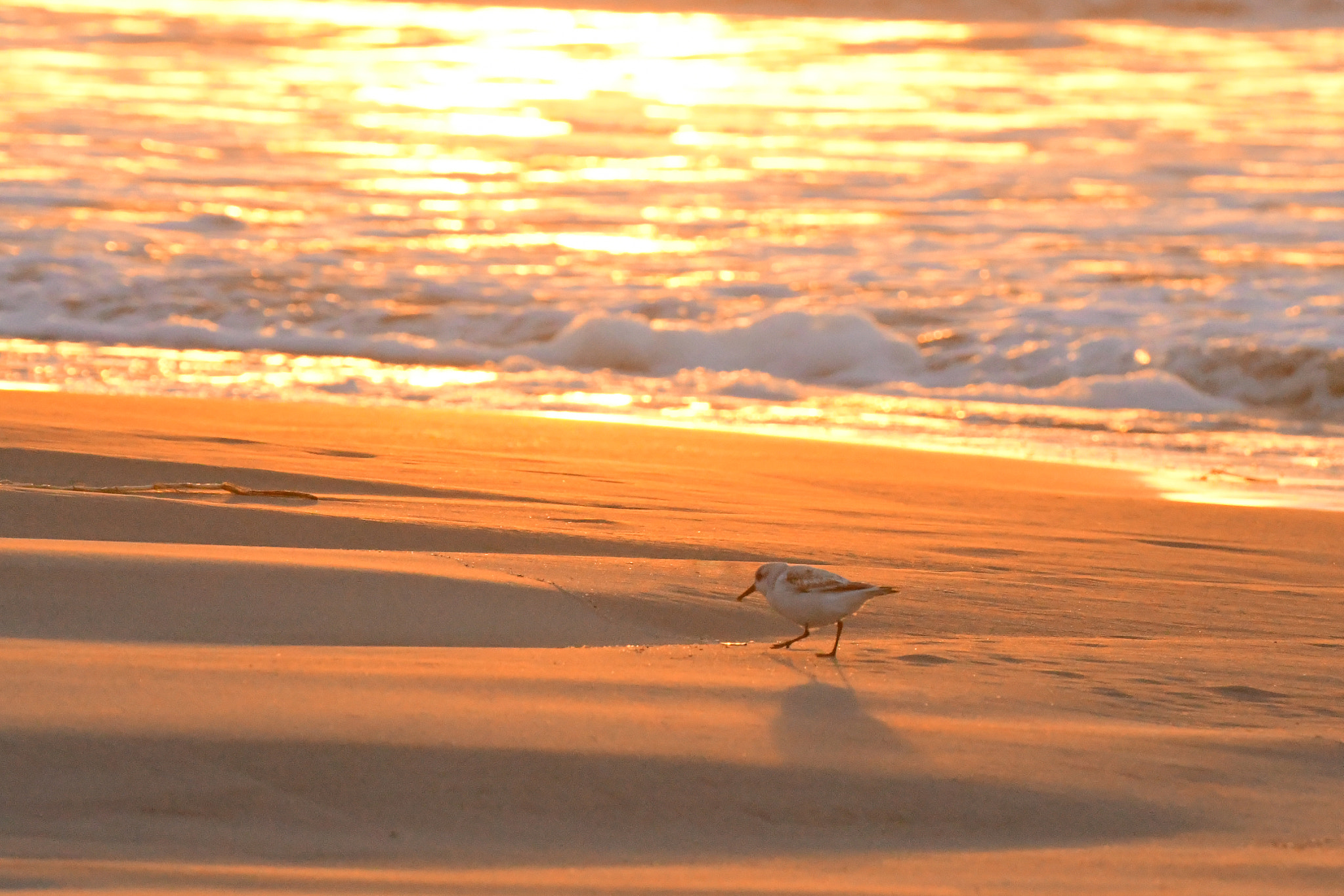 Nikon D500 sample photo. Golden peep at beachwalker park photography